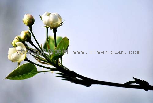 �׽�ǧɽ���滨��26�վ���